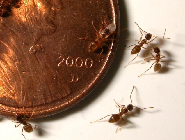 Tawny crazy ants with brood and penny for scale.