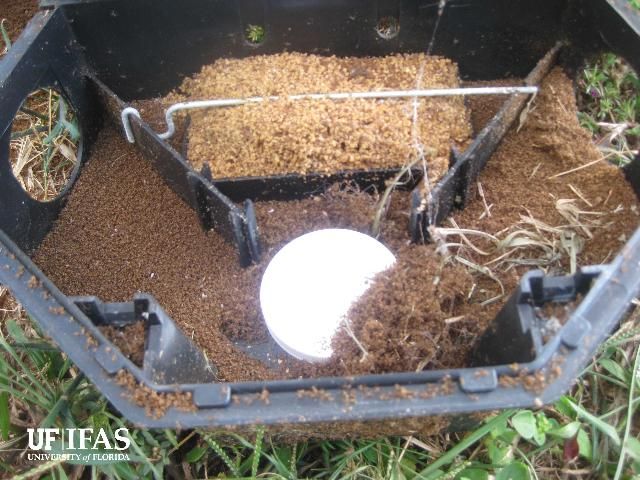 Example of protecting granular bait (center tray) from harsh weather, rain or irrigation in a rodent station that locks. Dead ants in surrounding trays. 