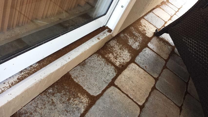 Tawny crazy ants after treatment outside patio and on sliding door track. A possible entry point.
