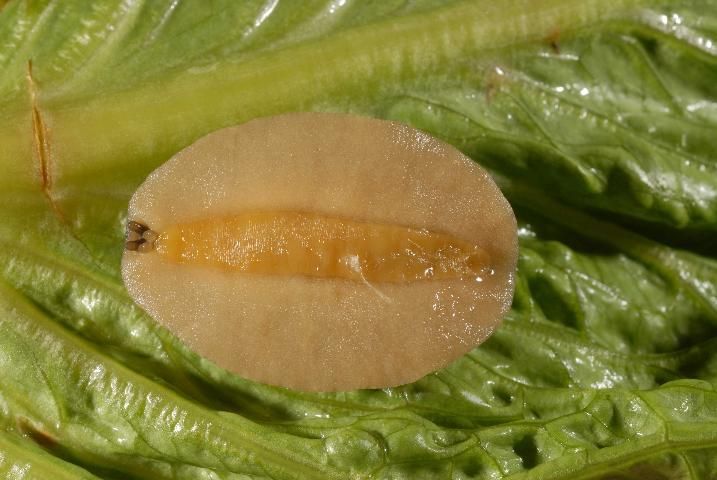 Figure 9. Ventral surface of veronicellid showing narrow foot.