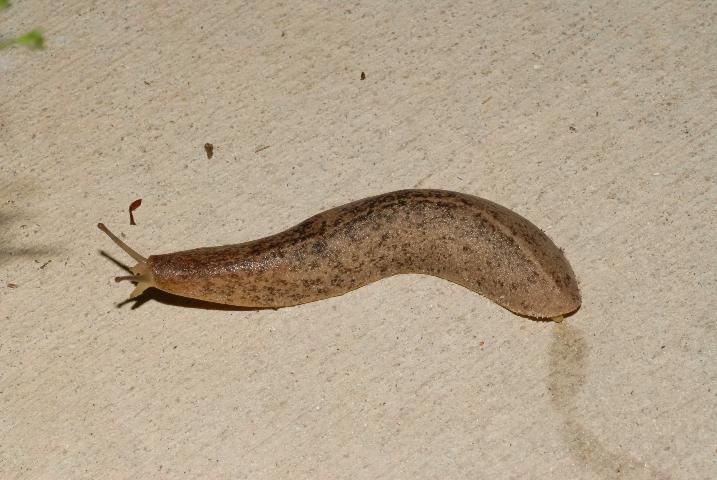 Figure 17. Florida leatherleaf, Leidyula floridana (Leidy 1851), with body extended.