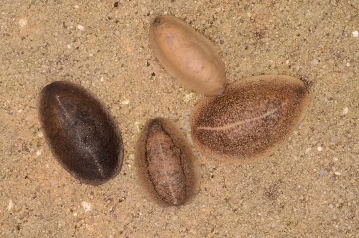 Figure 16. Florida leatherleaf, Leidyula floridana (Leidy 1851) slugs, with their bodies contracted, showing some of the color variation found in this slug. Most often, this slug appears as in the bottom center, with a pale thin stripe centrally, and two darker stripes dorsolaterally. When disturbed or resting, slugs assume this contracted posture; when traveling, they become elongate (Figure 17).