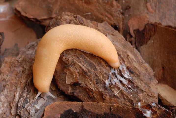 Figure 14. Albino form of the Carolina mantleslug, Philomycus carolinianus (Bocs, 1802).