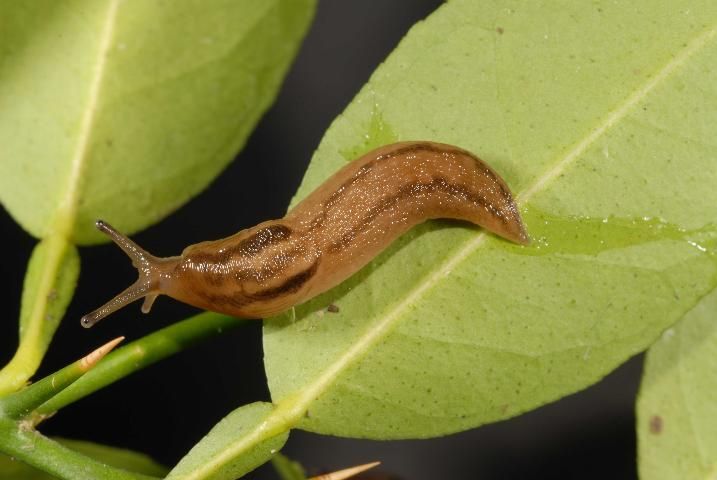 Figure 20. Dorsal view of the banded slug, Lehmannia valentiana (Férussac, 1822).