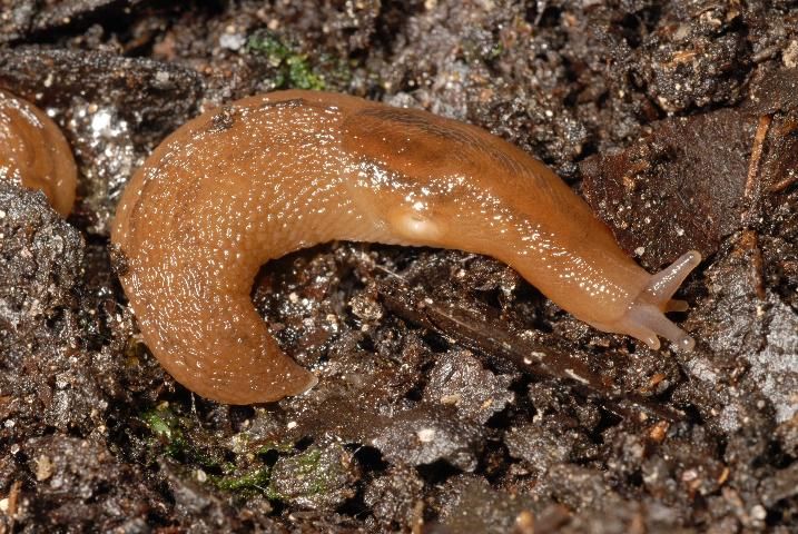 Figure 21. Dorsal-lateral view of the banded slug, Lehmannia valentiana (Férussac, 1822), with light-pigmented breathing pore (pneumostome) visible.