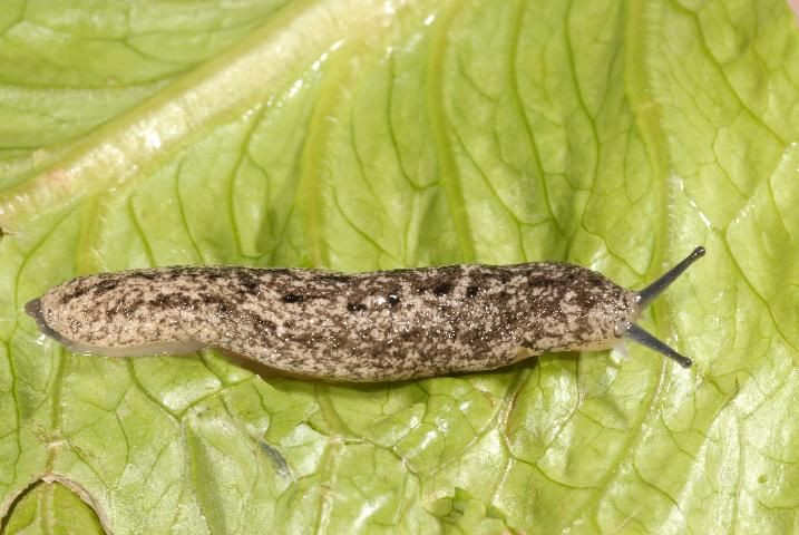 Figure 10. Carolina mantleslug, Philomycus carolinianus (Bocs, 1802).