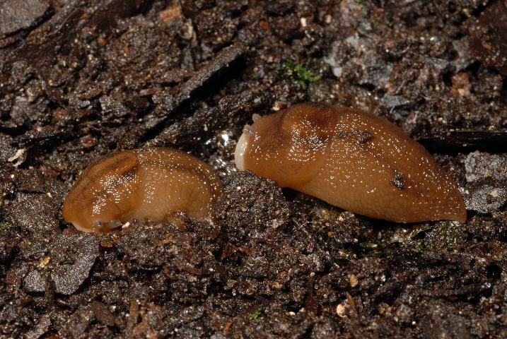 Figure 22. Banded slug, Lehmannia valentiana (Férussac, 1822), not extended.
