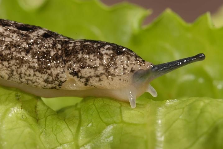 Figure 13. Carolina mantleslug, Philomycus carolinianus (Bosc, 1802), with the mantle showing an open breathing pore (left third of image in area of light pigmentation).