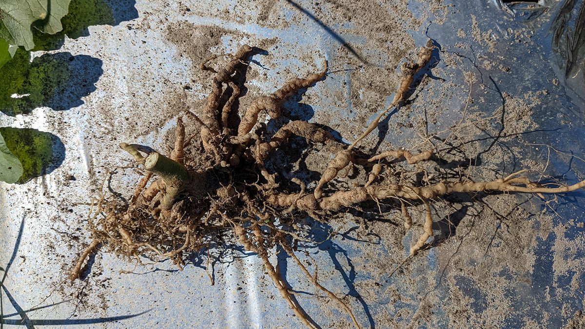 Galling, or knot-like swellings, on roots is a distinctive symptom caused by root-knot nematodes as illustrated by this tomato root system. 
