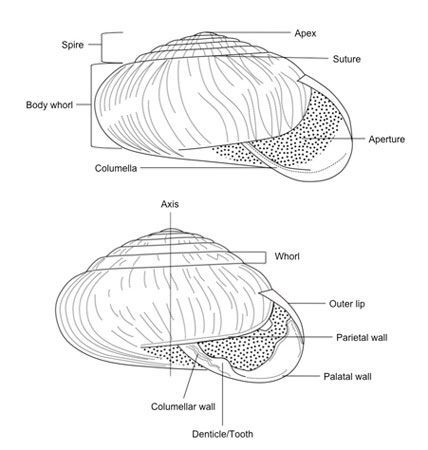  Diagram of typical snail shell showing major features.