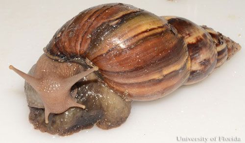 Mature giant African land snail, Achatina (or Lissachatina) fulica (Férussac 1821), lateral view.