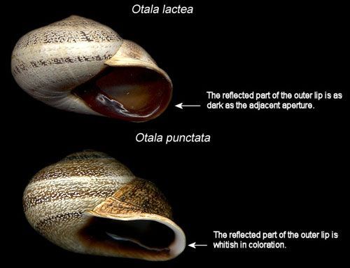  Comparison of Otala lactea (Müller 1774) and Otala punctata (Müller 1774).