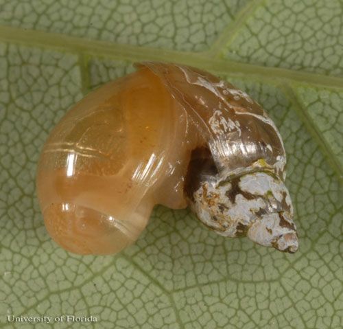 A young rosy wolf snail, Euglandina rosea (Férussac 1821), feeding on another snail.