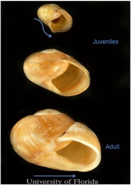  Photographs of young, intermediate, and mature Zachrysia snail shells showing change in shape as the snails mature.