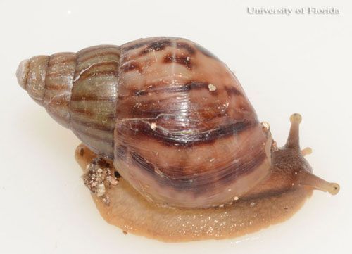 Young giant African land snail, Achatina (or Lissachatina) fulica (Férussac 1821).