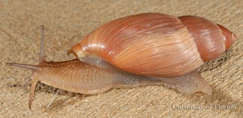  The rosy wolf snail, Euglandina rosea (Férussac 1821), lateral view.