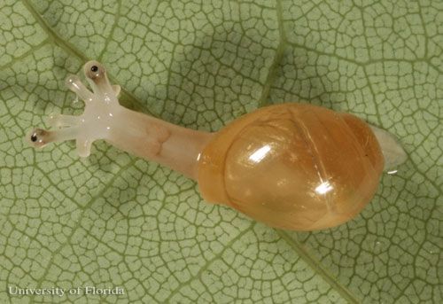  Newly hatched rosy wolf snail, Euglandina rosea (Férussac 1821).