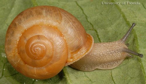  The white-lipped globe, Mesodon thyroidus (Say 1816), lateral view.