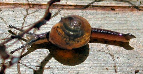  The jumping snail, Ovachlamys fulgens (Gude 1900).