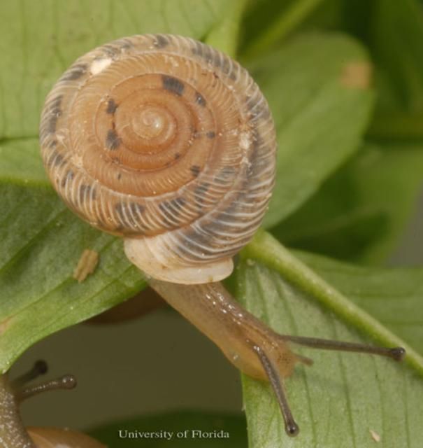  Southern flatcoil, Polygyra cereolus (Mühlfeld 1818)