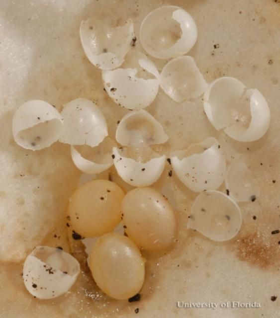  Cuban brown snail, Zachrysia provisoria (L. Pfeiffer 1858), eggs and egg shells from which young snails have emerged.