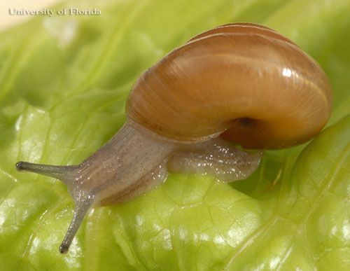  The perforate dome, Ventridens demissus (A. Binney 1843), dorsal view.