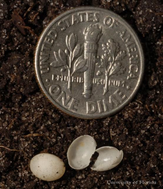  Eggs of the rosy wolf snail, Euglandina rosea (Férussac 1821), with dime shown for scale.