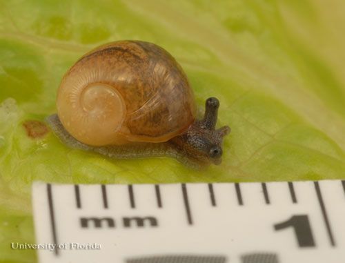  Newly hatched Cuban brown snail, Zachrysia provisoria (L. Pfeiffer 1858).