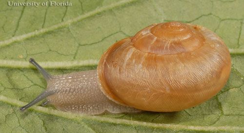  The white-lipped globe, Mesodon thyroidus (Say 1816), dorsal view.