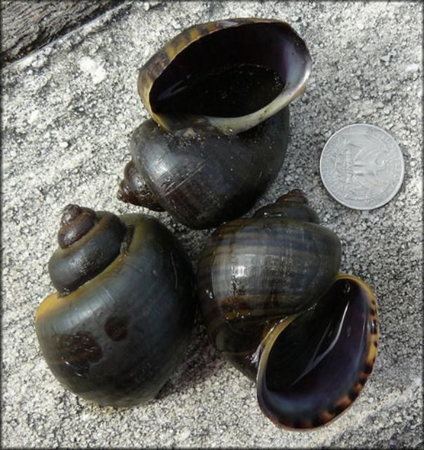  The spike-topped applesnail, Pomacea diffusa (Blume 1957).