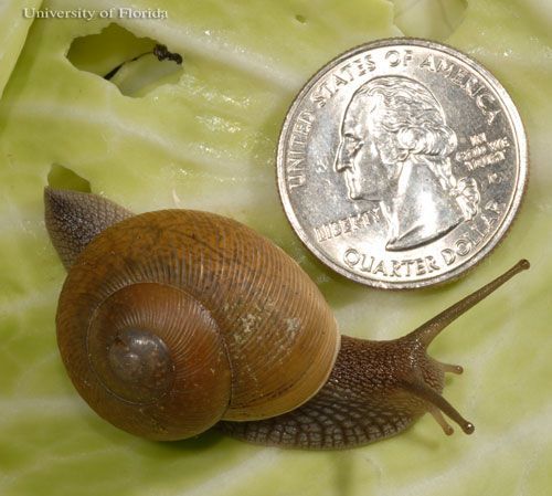  Dorsolateral view of Cuban brown snail, Zachrysia provisoria (L. Pfeiffer 1858), with quarter shown for scale.