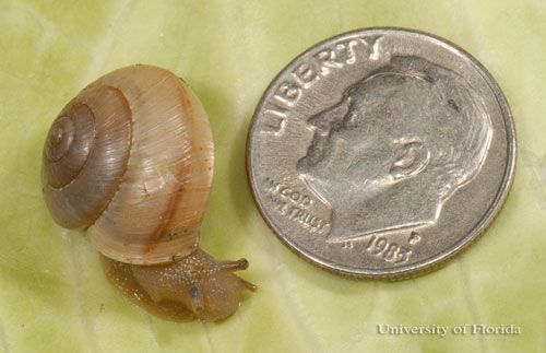  Asian tramp snail, Bradybaena similaris (Férussac 1821), with dime shown for scale. Note that it is much smaller than Zachrysia sp. when mature.