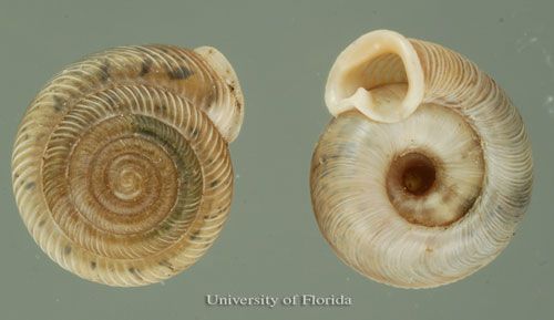  Southern flatcoil, Polygyra cereolus (Mühlfeld 1818), dorsal (left).