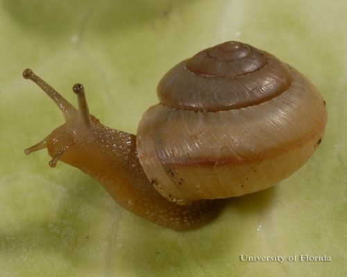 Asian tramp snail, Bradybaena similaris (Férussac 1821). Note the brown stripe located centrally on the outer whorl; this characteristic is usually present on these snails.