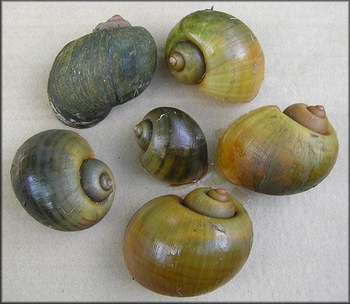 The island applesnail, Pomacea maculata (Perry 1810).