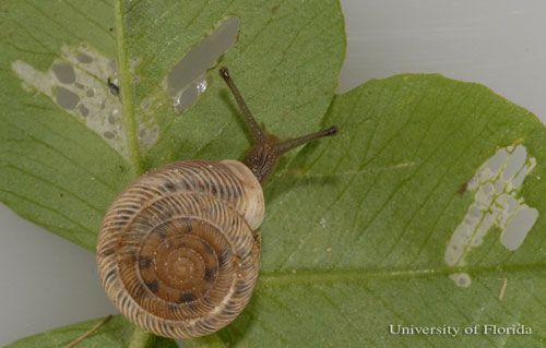  Feeding damage to white clover by the southern flatcoil, Polygyra cereolus (Mühlfeld 1818).