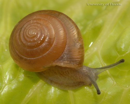  The perforate dome, Ventridens demissus (A. Binney 1843), dorsal view.