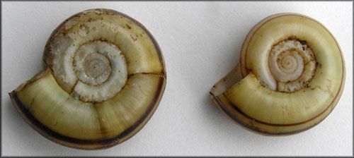  The giant ramshorn snail, Marisa cornuarietis (Linnaeus 1758)