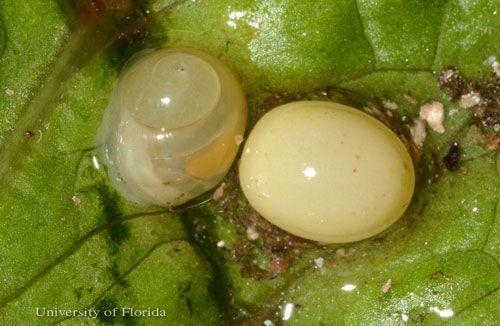 Egg (right) and newly hatched snail (left) of the giant African land snail, Achatina (or Lissachatina) fulica (Férussac 1821).