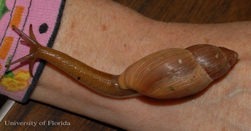  The rosy wolf snail, Euglandina rosea (Férussac 1821), fully extended.