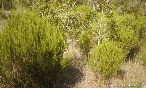  Florida rosemary, Ceratiola ericoides, shown growing in a sandhill habitat along with turkey oak, Quercus laevis. A large rosemary bush is shown at the left front of the image, and smaller rosemary bushes are on the right front. These bushes typically are rounded, and attain a height of 2 to 3 meters (7 to 10 feet). Florida rosemary is the host for the rosemary grasshopper, Schistocerca ceratiola Hubbell and Walker.