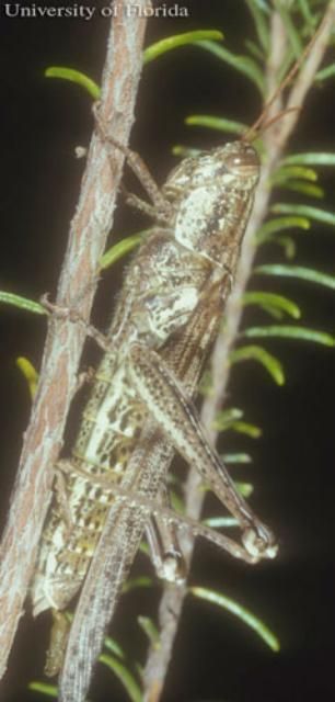 Adult female rosemary grasshopper, Schistocerca ceratiola Hubbell and Walker.