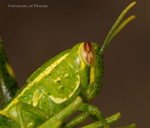  Close up of a third instar nymph of the rosemary grasshopper, Schistocerca ceratiola Hubbell and Walker.