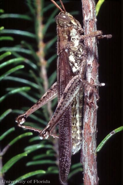  Adult male rosemary grasshopper, Schistocerca ceratiola Hubbell and Walker.