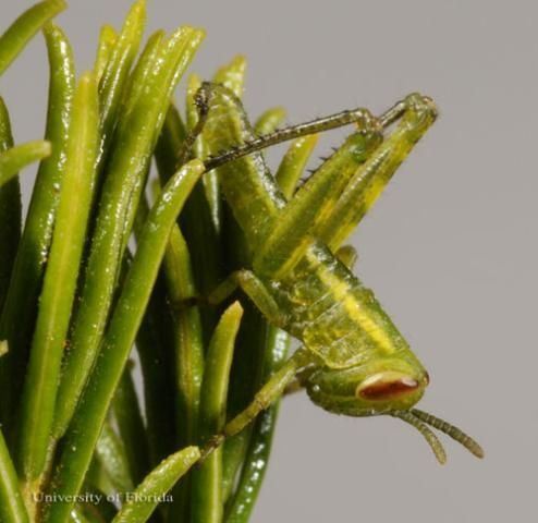  First instar nymph of the rosemary grasshopper, Schistocerca ceratiola Hubbell and Walker.