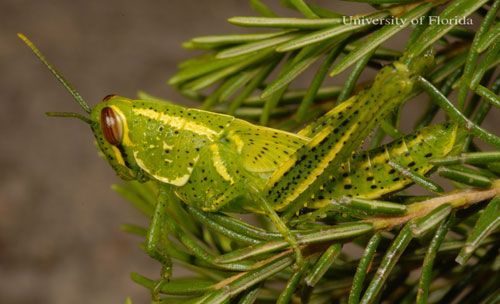  Fifth instar nymph of the rosemary grasshopper, Schistocerca ceratiola Hubbell and Walker.