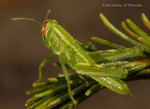  Second instar nymph of the rosemary grasshopper, Schistocerca ceratiola Hubbell and Walker.