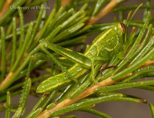  Third instar nymph of the rosemary grasshopper, Schistocerca ceratiola Hubbell and Walker.