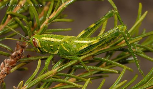  Fourth instar nymph of the rosemary grasshopper, Schistocerca ceratiola Hubbell and Walker.