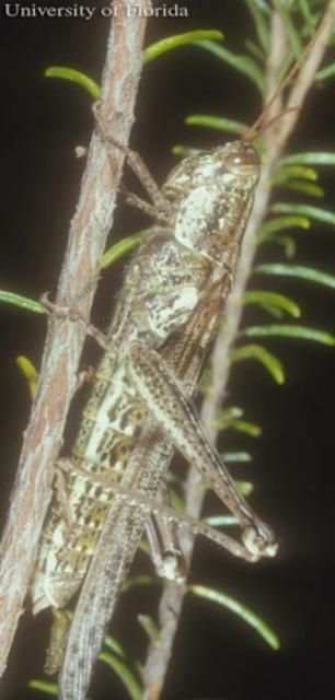 Figure 2. Adult female rosemary grasshopper, Schistocerca ceratiola Hubbell and Walker.